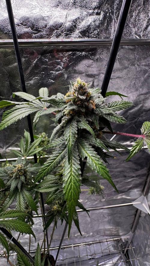 Rainbow Melon. Week 18