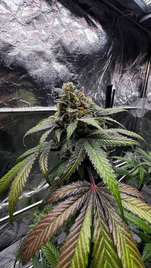 Rainbow Melon. Week 18