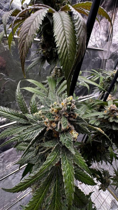 Rainbow Melon. Week 18