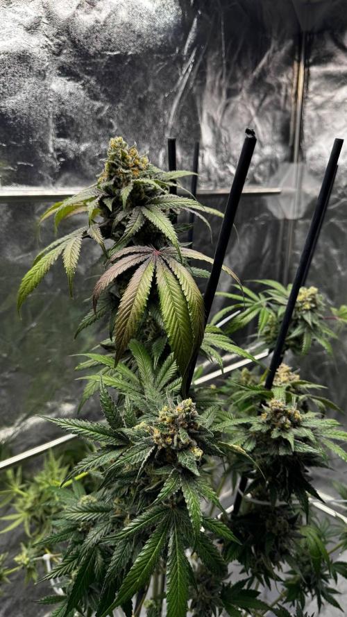 Rainbow Melon. Week 18