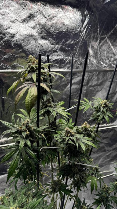 Rainbow Melon. Week 18