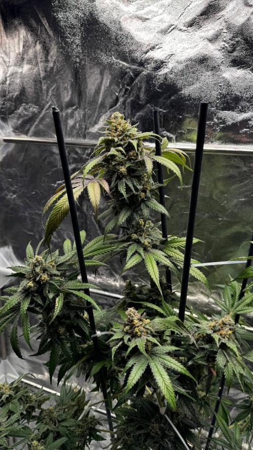 Rainbow Melon. Week 18