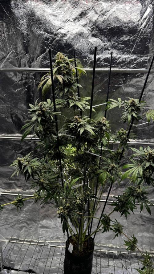 Rainbow Melon. Week 18