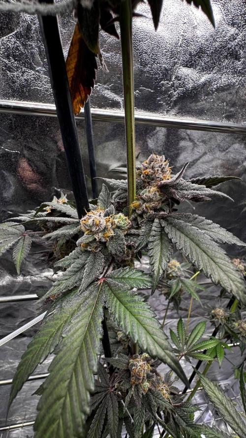 Rainbow Melon. Week 18