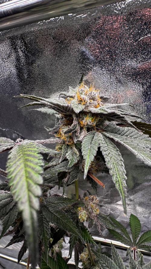 Rainbow Melon. Week 18