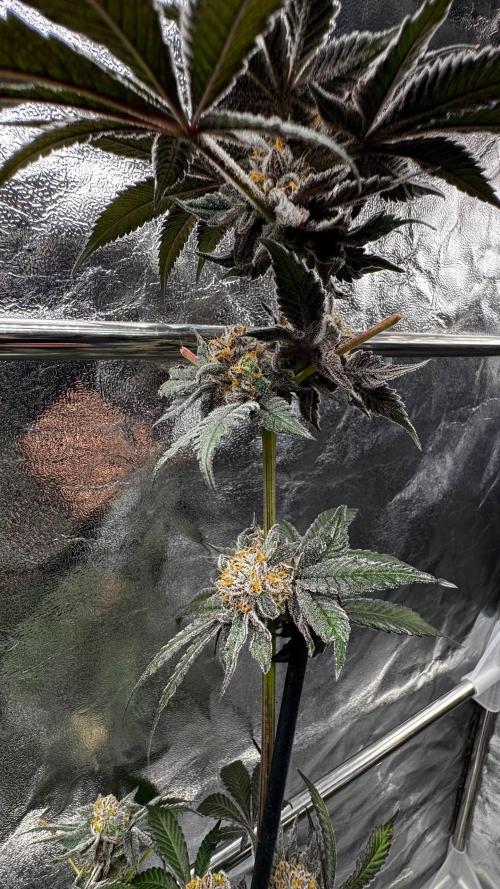 Rainbow Melon. Week 18