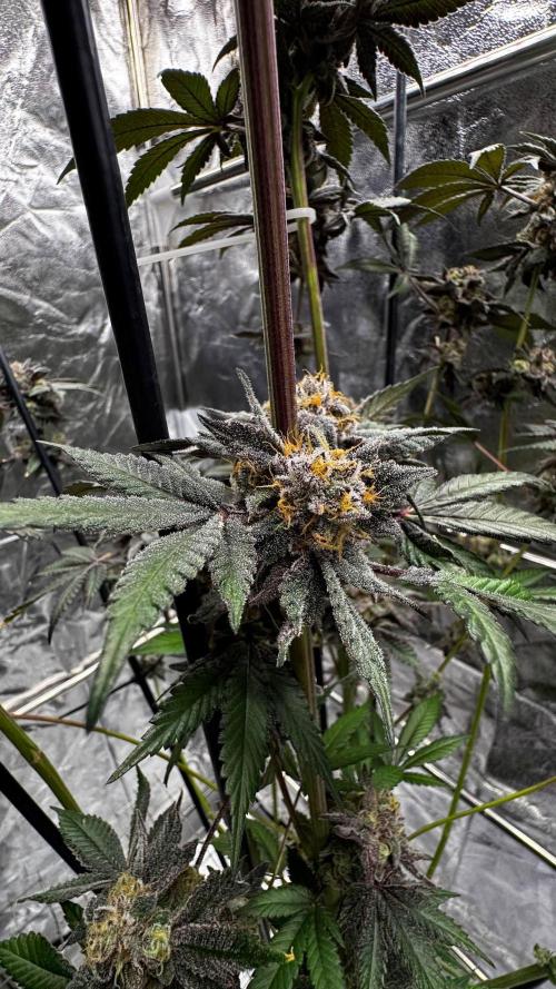 Rainbow Melon. Week 18