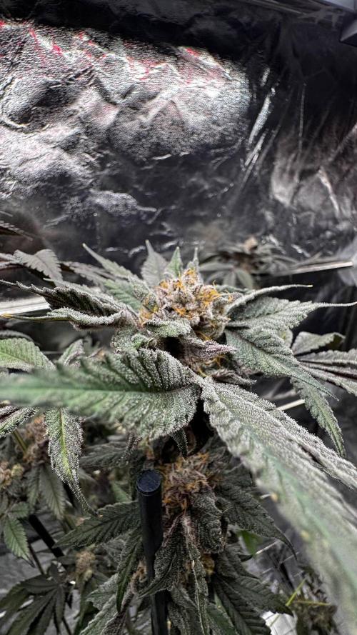 Rainbow Melon. Week 18