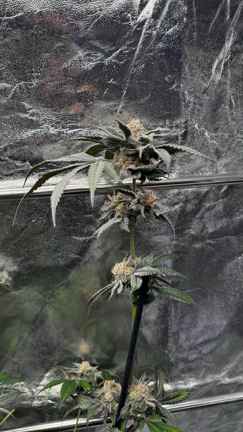 Rainbow Melon. Week 18