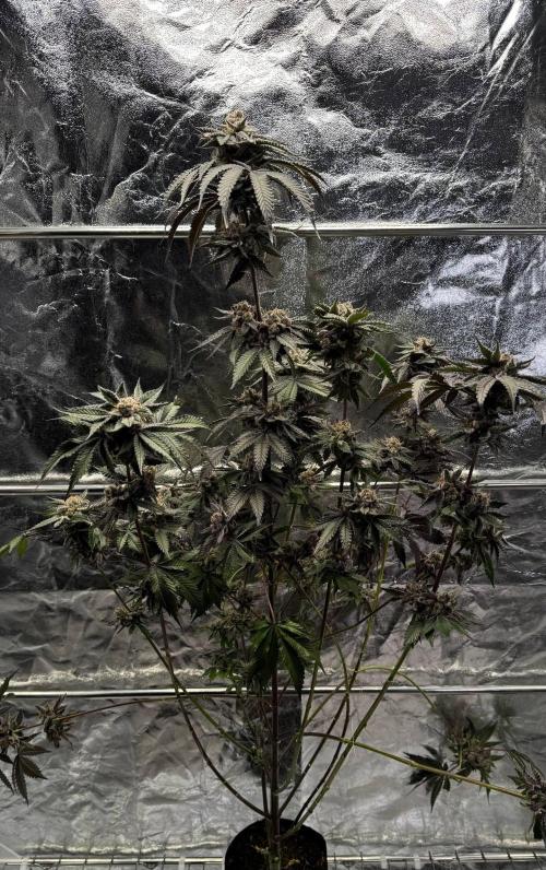 Papaya Sherbet. Week 18