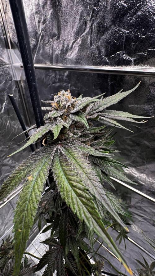 Papaya Sherbet. Week 18