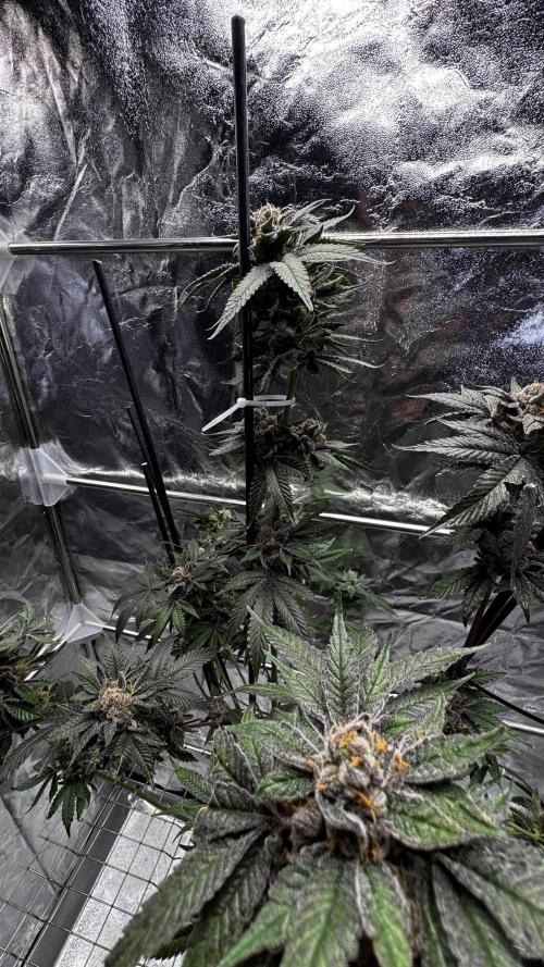 Papaya Sherbet. Week 18