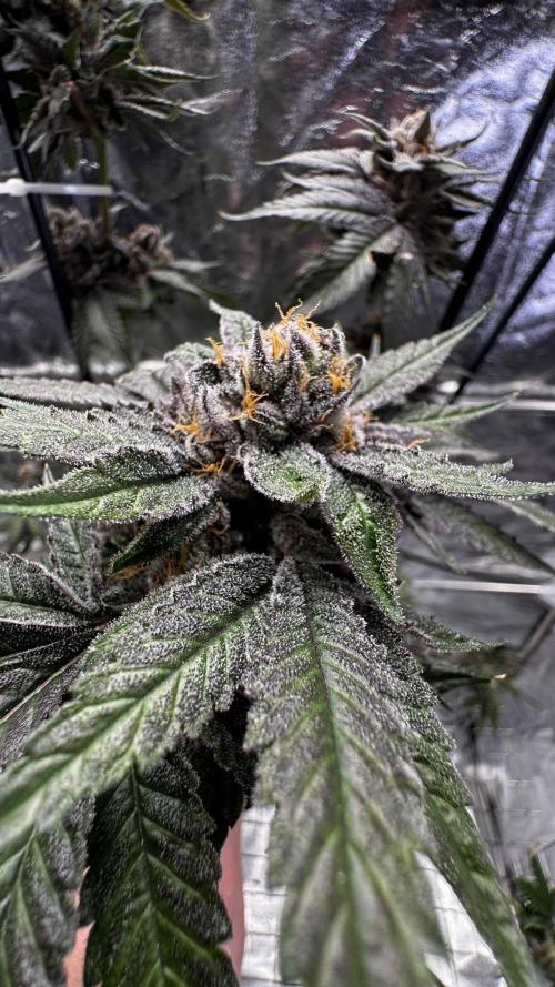 Papaya Sherbet. Week 18