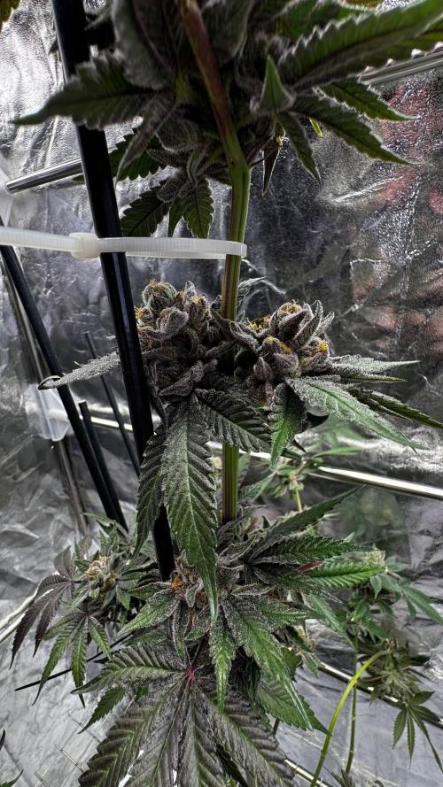 Papaya Sherbet. Week 18