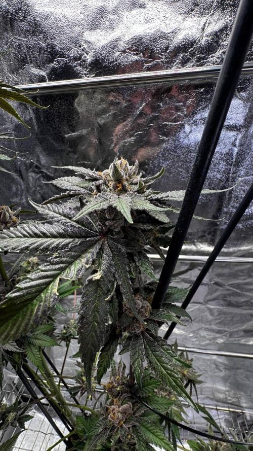 Papaya Sherbet. Week 18