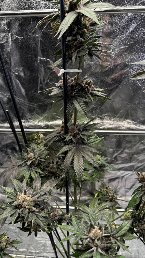 Papaya Sherbet. Week 18