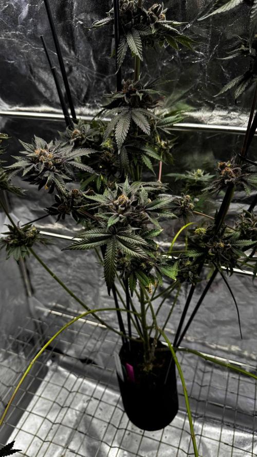 Papaya Sherbet. Week 18