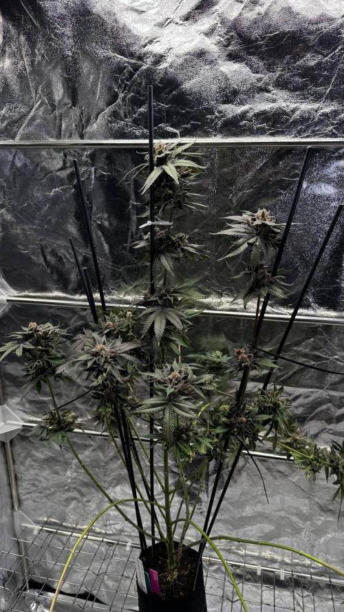 Papaya Sherbet. Week 18