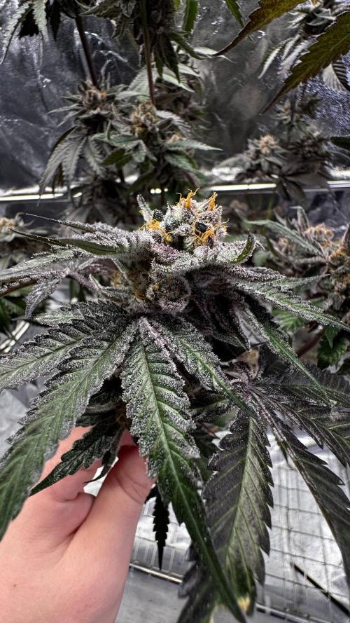 Papaya Sherbet. Week 18