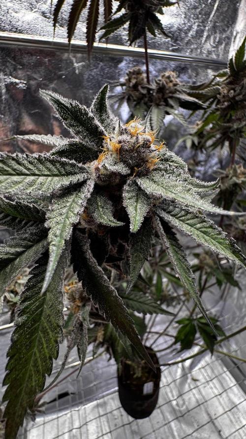 Papaya Sherbet. Week 18