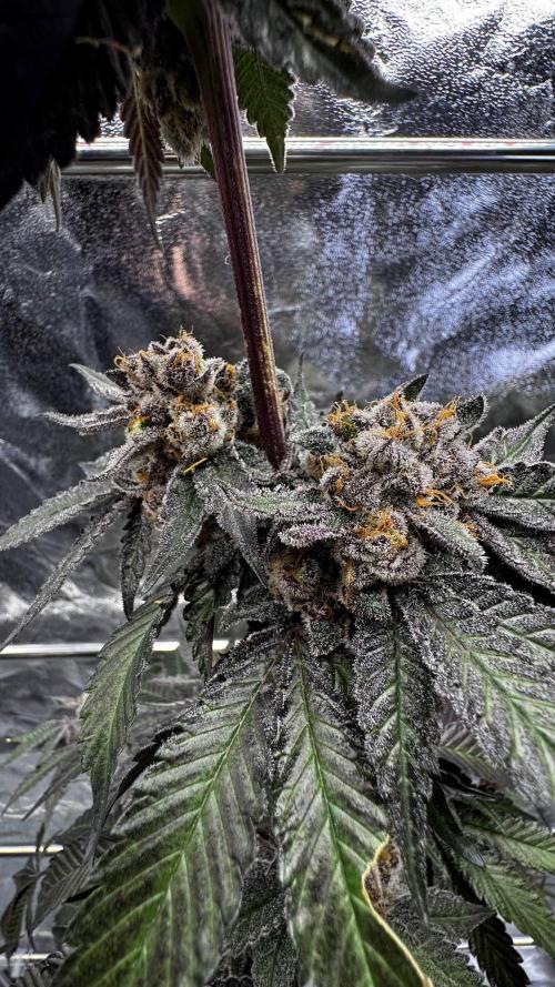 Papaya Sherbet. Week 18