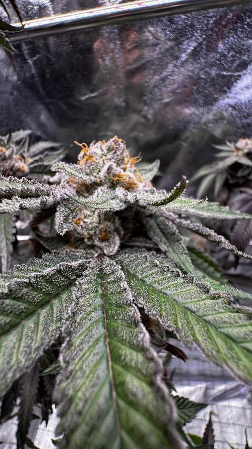 Papaya Sherbet. Week 18