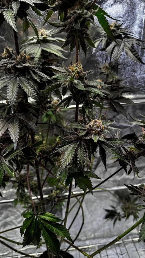 Papaya Sherbet. Week 18