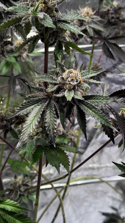 Papaya Sherbet. Week 18