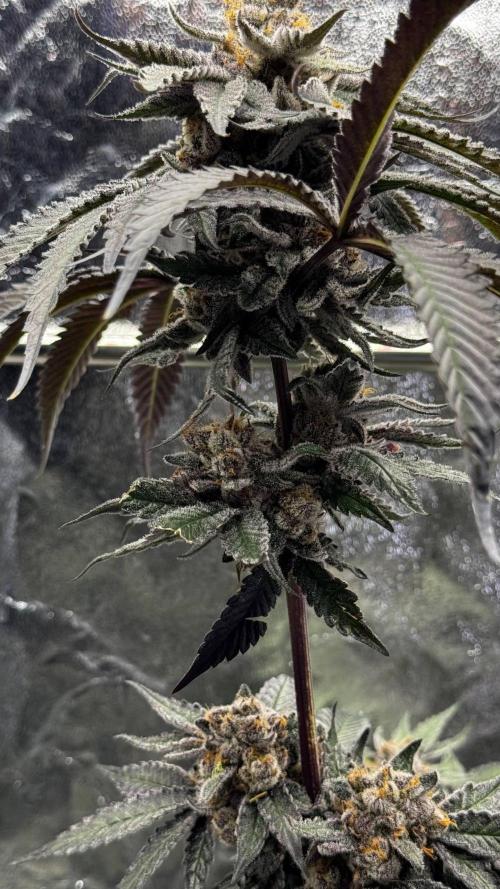 Papaya Sherbet. Week 18