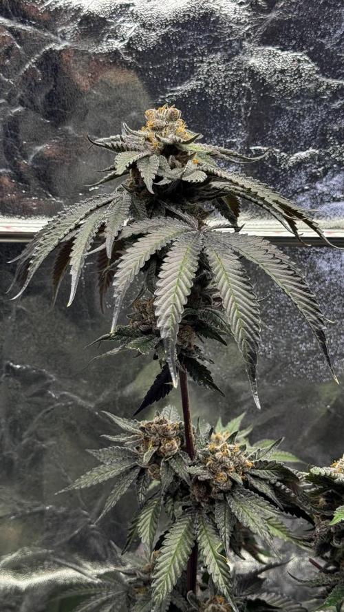 Papaya Sherbet. Week 18