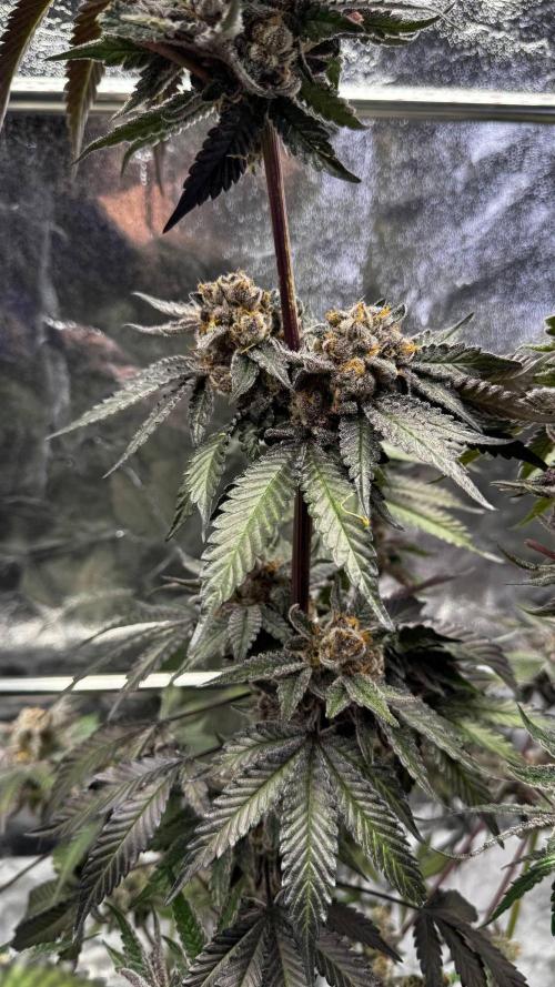 Papaya Sherbet. Week 18