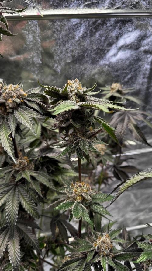 Papaya Sherbet. Week 18