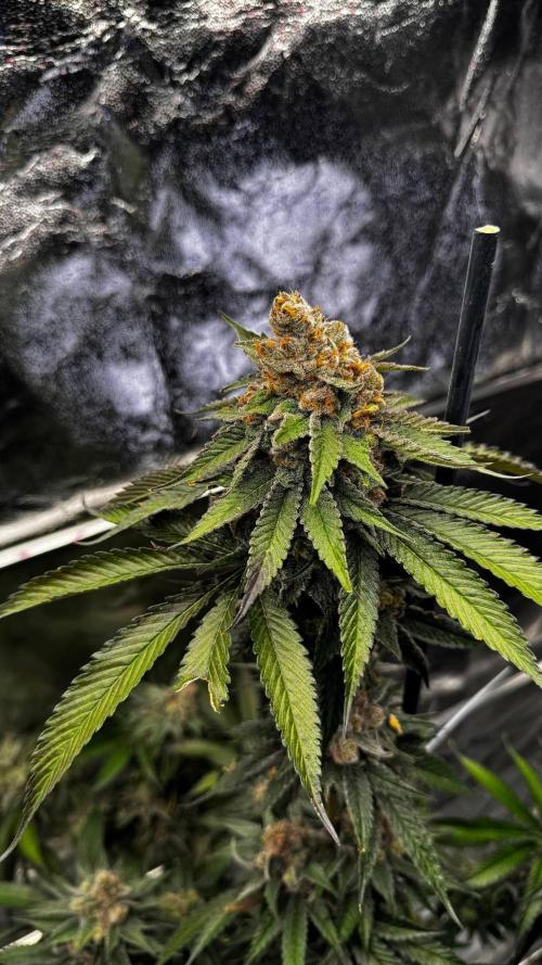 Lemon Mandarin. Week 18