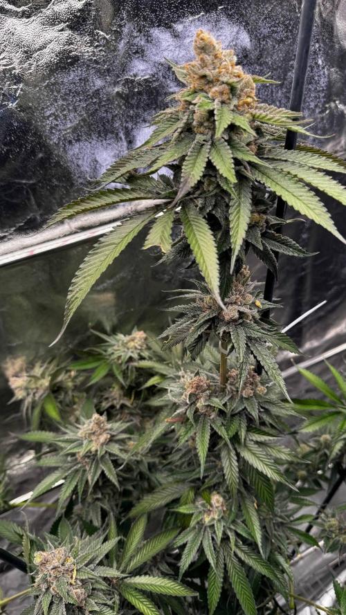 Lemon Mandarin. Week 18