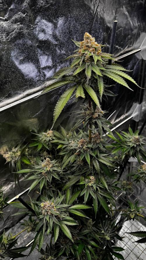 Lemon Mandarin. Week 18