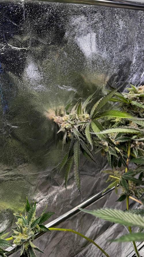 Lemon Mandarin. Week 18