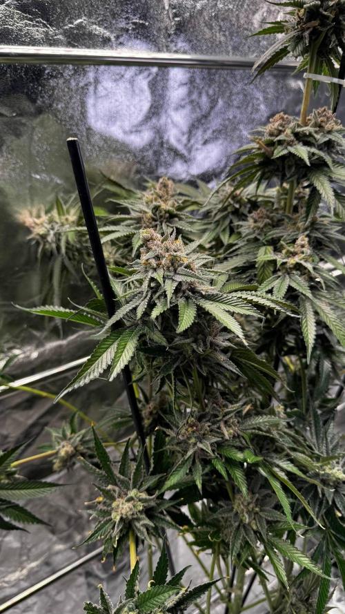 Lemon Mandarin. Week 18