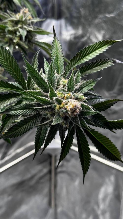 Lemon Mandarin. Week 18