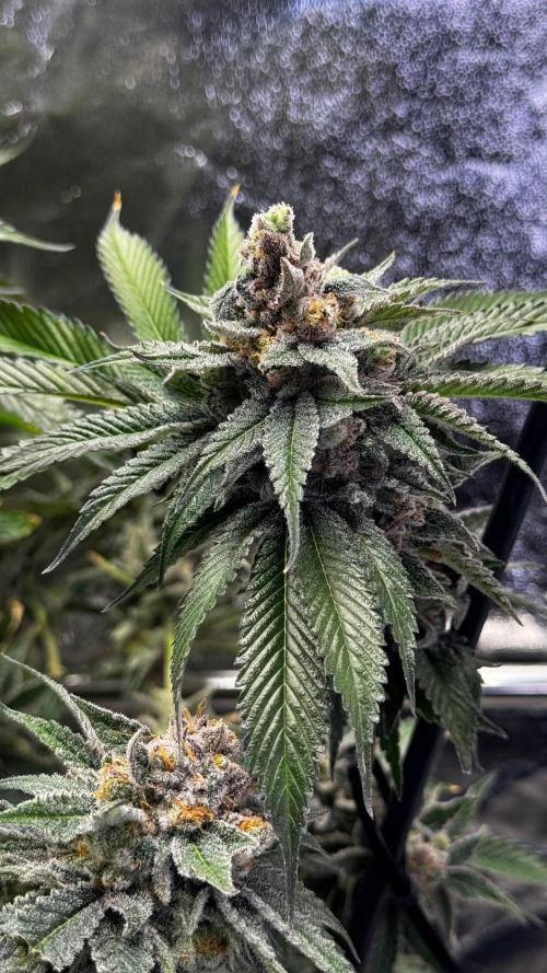 Lemon Mandarin. Week 18