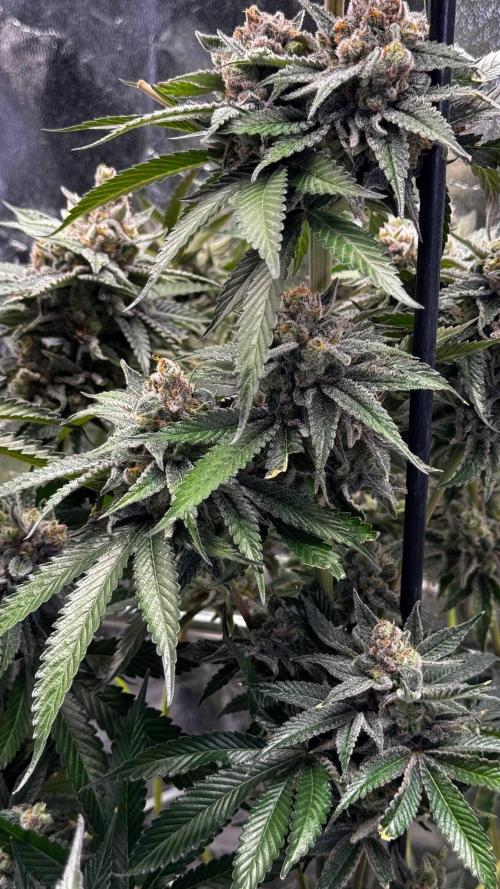 Lemon Mandarin. Week 18