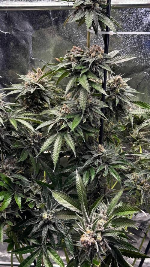 Lemon Mandarin. Week 18