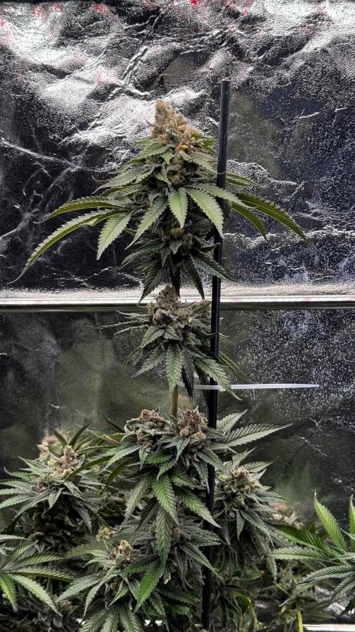 Lemon Mandarin. Week 18