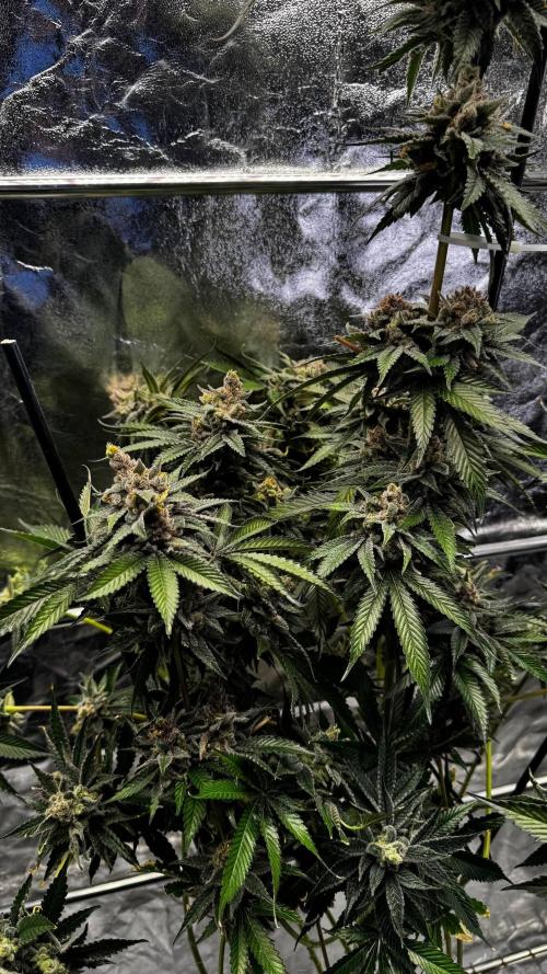 Lemon Mandarin. Week 18