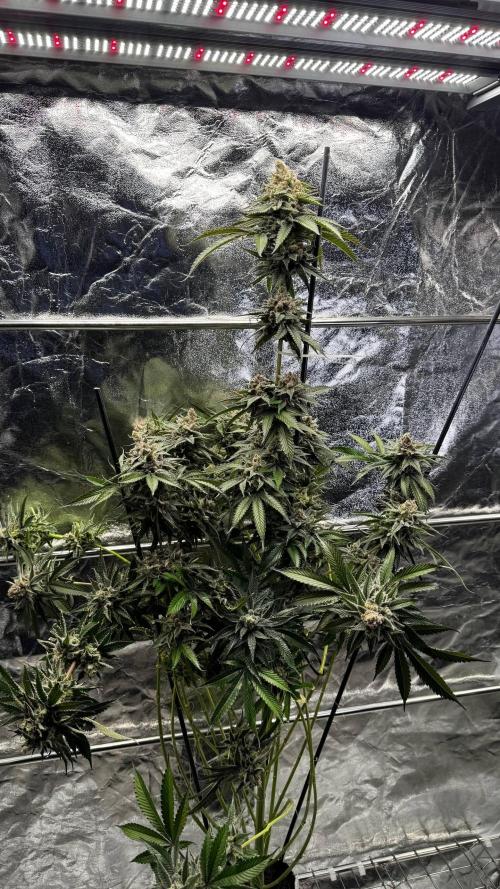 Lemon Mandarin. Week 18