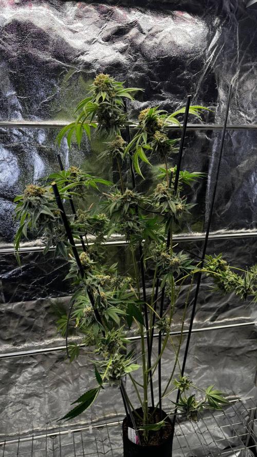 Gorilla Melon. Week 18