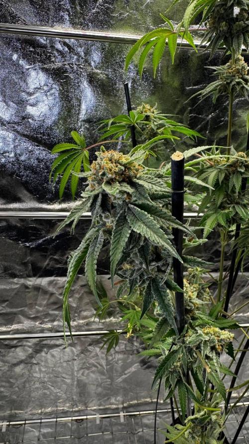 Gorilla Melon. Week 18