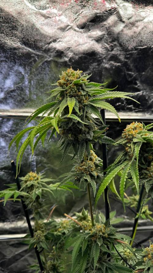 Gorilla Melon. Week 18