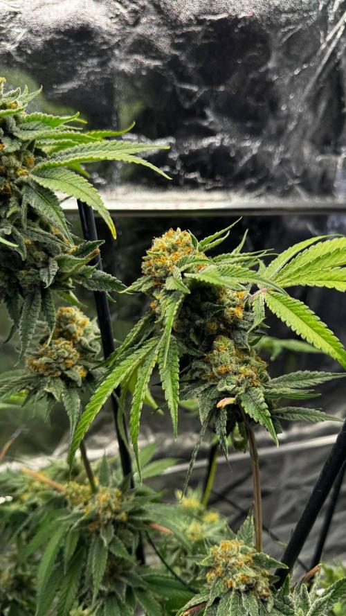 Gorilla Melon. Week 18