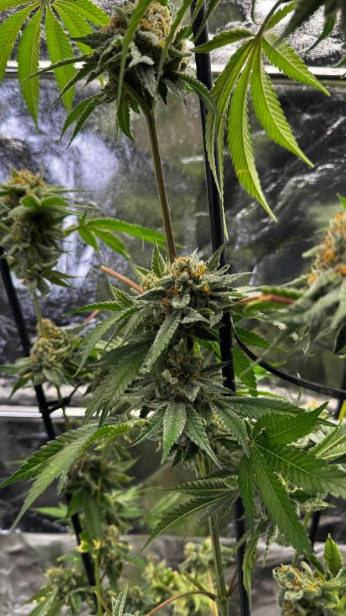 Gorilla Melon. Week 18