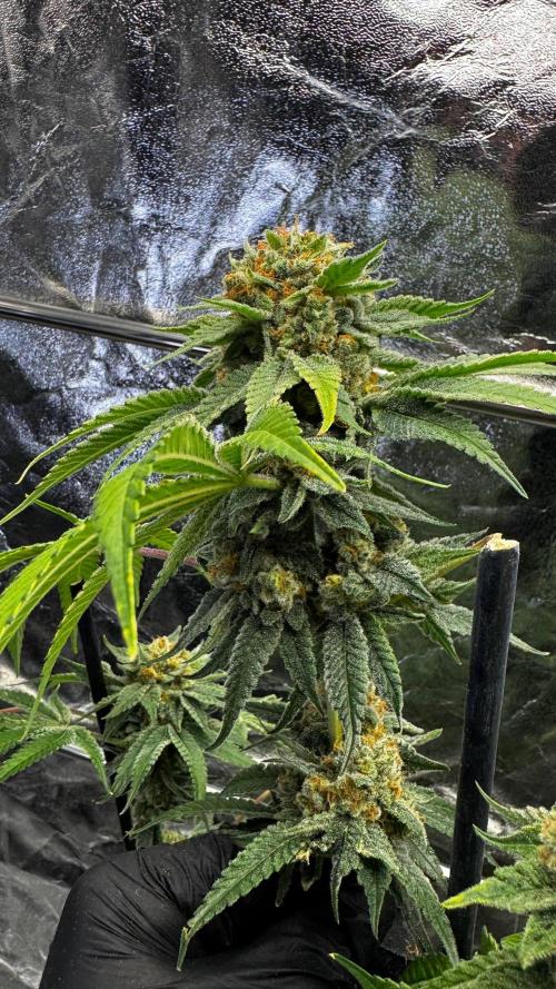 Gorilla Melon. Week 18